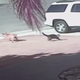 Illustration for article titled While Hero Cat Tara Enjoys New Life of Fame, Attacking Dog Is Put Down